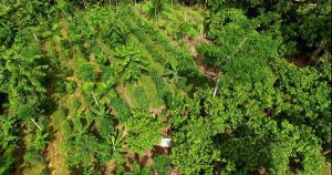 Agrofloresta. Brasil. Recuperado em 30 de março de 2020, de https://steemit.com/agrofloresta/@rogerbage/10-caracteristicas-principais-da-agrofloresta